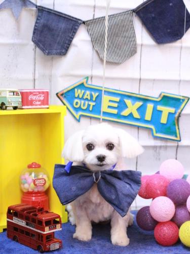 20230425さくらちゃん